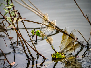 lesser emperor Anax parthenope dragonfly pair laying eggs 6