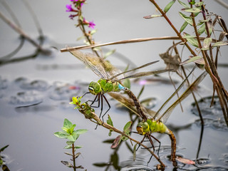 lesser emperor Anax parthenope dragonfly pair laying eggs 9