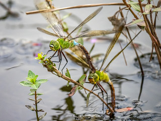 lesser emperor Anax parthenope dragonfly pair laying eggs 7