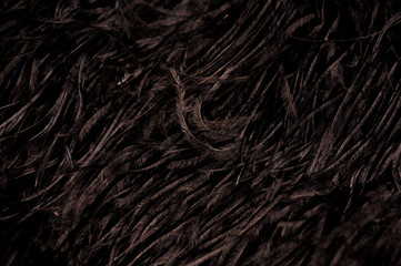Black background with many black feathers.
