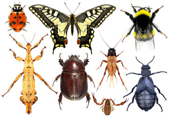 Set of insects isolated on a white background 