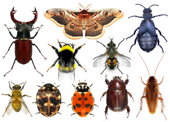 Set of insects isolated on a white background 