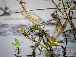 lesser emperor Anax parthenope dragonfly pair laying eggs 17