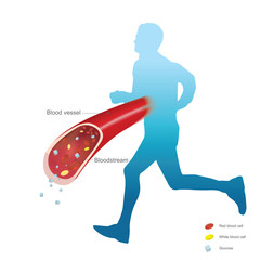 Glucocorticoids hormone use and help increased blood glucose. Retention of sodium and water by kidney. Increased blood glucose for energy from throughout the day. Illustration.