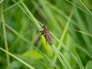 robber fly clinging to a blade of grass 2