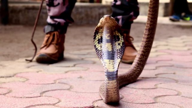 Close-up of Cobra in India. Man holding cobra in his hand. Wild life. Aisian Snake. The forest cobra kicks off the list of deadliest snakes. hood-snake. Hamadryad.