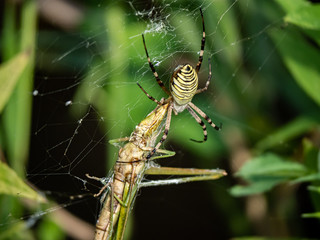 argiope amoena spider feeding on grasshopper in web 1