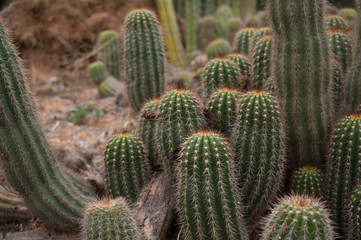 cactus plants