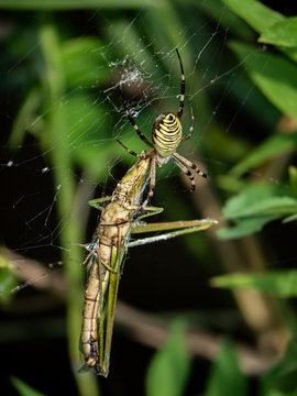 Amoena bilder Bläddra bland 324 stockfoton, vektorer och videor
