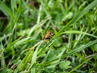 robber fly clinging to a blade of grass 4