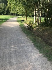 path in the park
