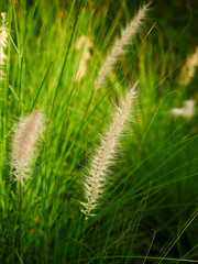 grass in the wind