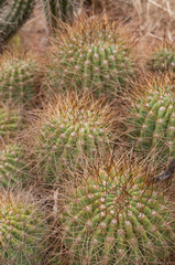 Obraz premium close up of round ball shaped cactus
