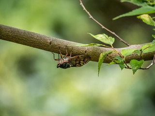 Japanese cicada on a tree branch 1
