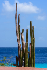 Large cacti at seafront