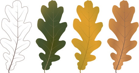 Set of colorful autumn oak leaves. Vector illustration.