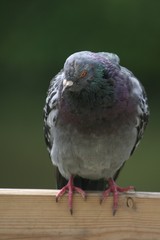 pigeon