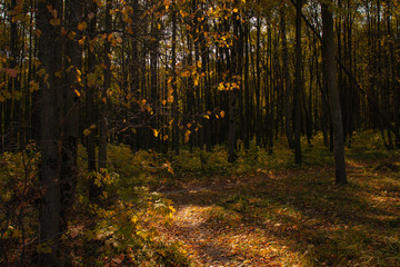 Forest path in the autumn forest with sunbeams