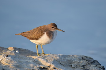Actitis hypoleucos