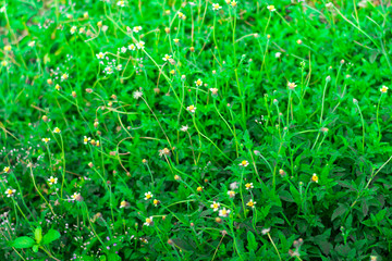 green grass with water drops
