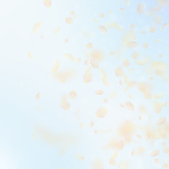 Yellow orange flower petals falling down. Dramatic
