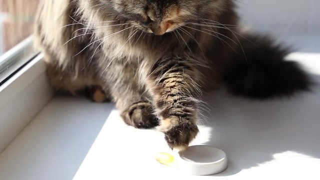 Feeding pill to cat. Cat plays with medicine.