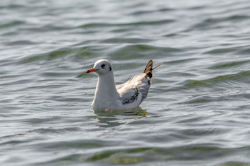 Portrait of natural common black-headed gull (Larus ridibundus)