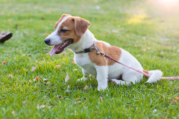 Puppet Jack Russell Brown Sitting in the green lawn, Funny dog, Happy dog