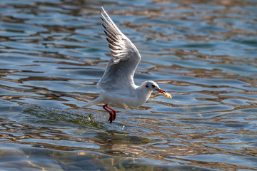 Portrait of natural common black-headed gull (Larus ridibundus)