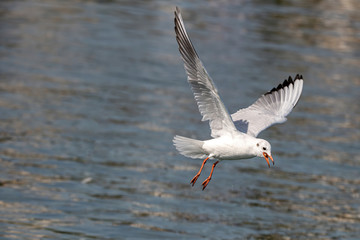 Fototapeta premium Portrait of natural common black-headed gull (Larus ridibundus)