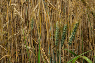 Texture: yellow and green ripe wheat