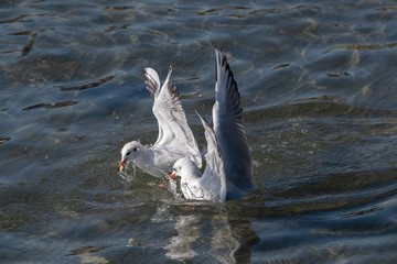 Portrait of natural common black-headed gull (Larus ridibundus)