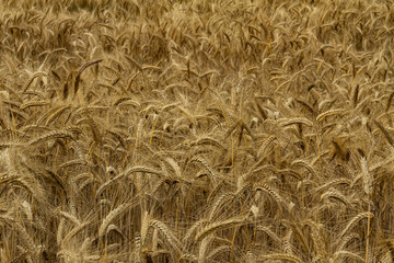 Texture: golden ripe wheat