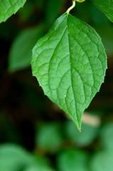 Green leaves on trees close-up on bokeh background.
