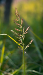 closeup of green grass