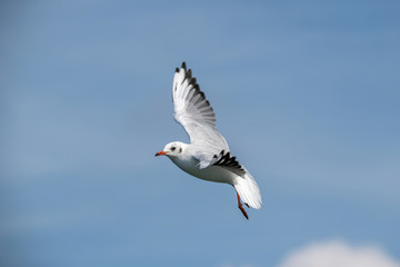 Portrait of natural common black-headed gull (Larus ridibundus)