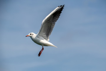 Portrait of natural common black-headed gull (Larus ridibundus)