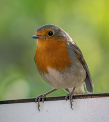 The European robin (Erithacus rubecula) in garden
