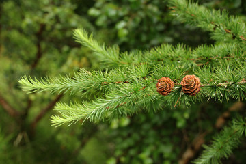 beautiful holiday cones, Christmas and New Year, winter, blank for designer, form for postcard, copy space