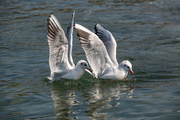 Portrait of natural common black-headed gull (Larus ridibundus)