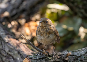 The European robin (Erithacus rubecula) in garden