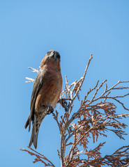 Red crossbill (Loxia curvirostra) a small passerine bird on a fir tree