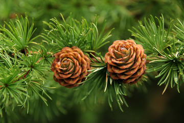 two beautiful holiday cones, Christmas and New Year symbol, winter, blank for designer, blank for postcard, copy space