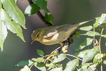 Willow Warbler (Phylloscopus trochilus)  in a tree on a warm summer day