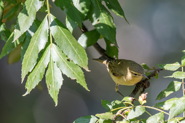 Willow Warbler (Phylloscopus trochilus)  in a tree on a warm summer day