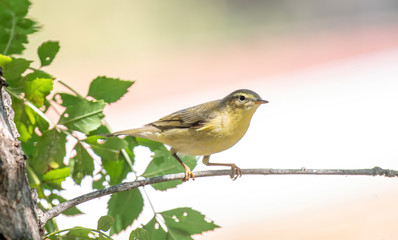 Willow Warbler (Phylloscopus trochilus)  in a tree on a warm summer day