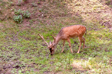 Deer grazes in the meadow. Deer eats grass. Young deer in the park.