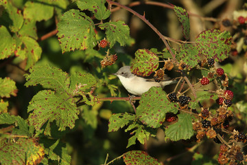 fauvette grisette.