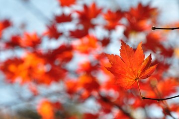 Maple in fall, close up
