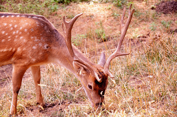 Naklejka na ściany i meble Deer grazes in the meadow. Deer eats grass. Young deer in the park.